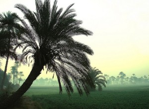 Campos junto al Nilo. Foto de Sesostris XXI.