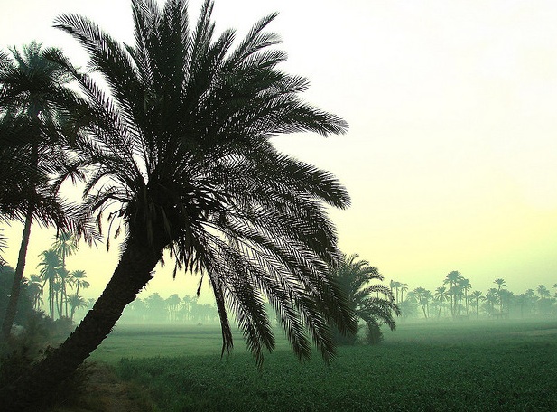 Campos junto al Nilo. Foto de Sesostris XXI.